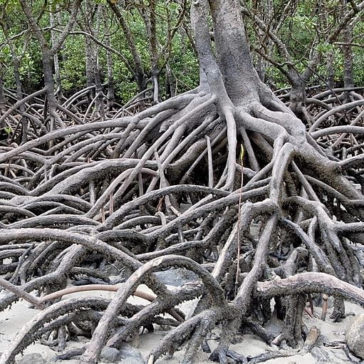 Avicennia schaueriana também como Siriúba ou mangue-preto em Ilhabela