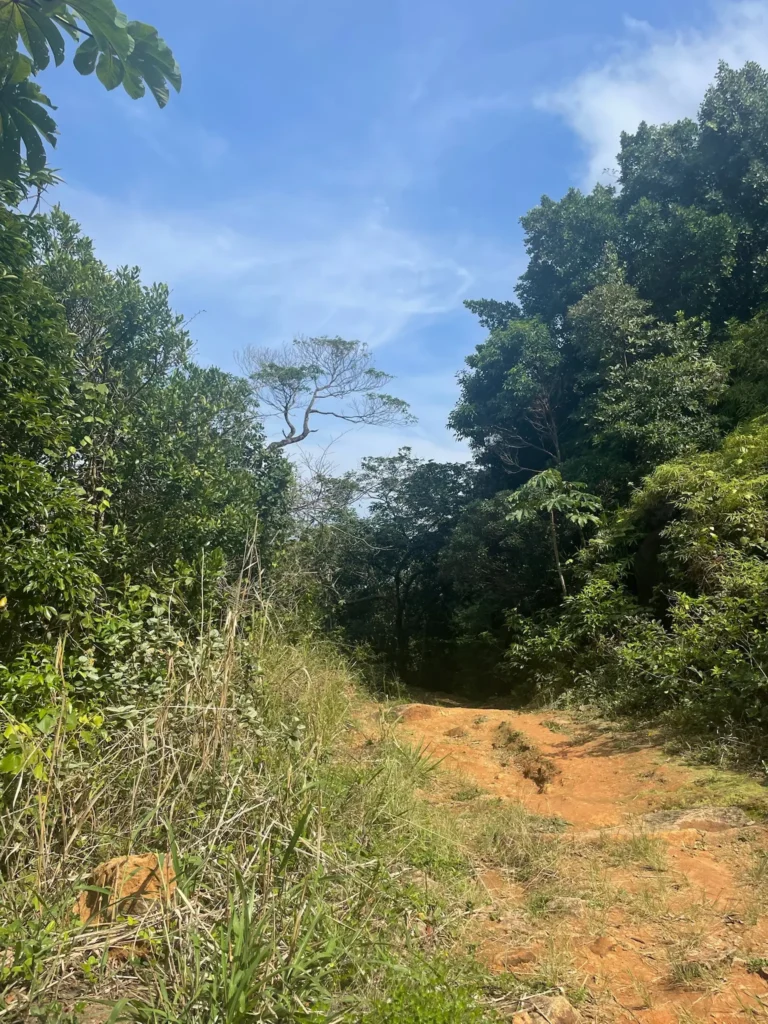 trilha do bonete ilhabela
